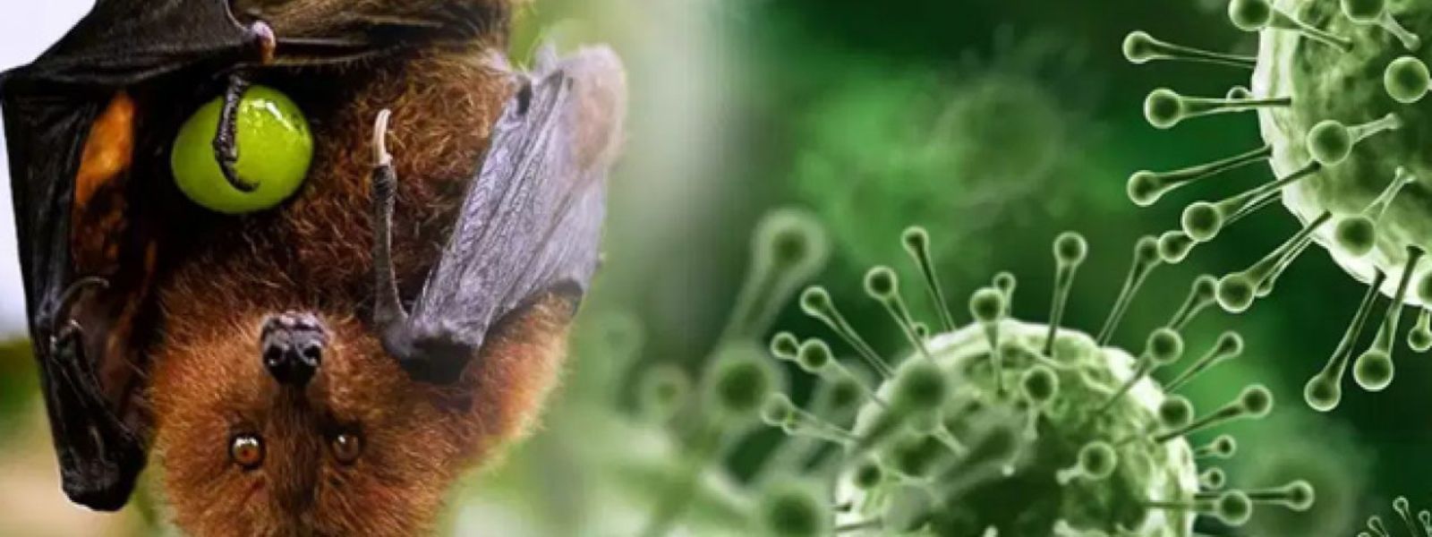 Sri Lanka investigates risk of Nipah virus